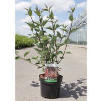Cornus alba \'Kesselringii\' (Large Plant) - 2 x 3.6 litre potted cornus plants