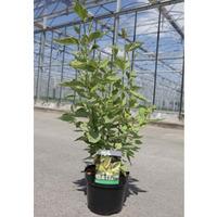 Cornus alba \'Gouchaultii\' (Large Plant) - 2 x 3.6 litre potted cornus plants