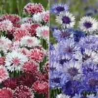 Cornflower Collection - 2 packets - 1 of each variety (400 cornflower seeds in total)