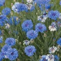 Cornflower \'Dwarf Blue Midget\' - 1 packet (100 seeds)