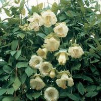 Cobaea scandens f. alba - 1 packet (4 cobaea seeds)