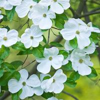 Cornus \'Eddie\'s White Wonder\' - 2 x 2 litre potted cornus plants