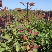 Cotinus coggygria (Large Plant) - 2 x 10 litre potted cotinus plants