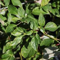 Cornus alternifolia (Large Plant) - 2 x 3.6 litre potted cornus plants