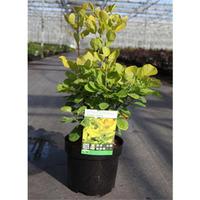 Cotinus coggygria \'Golden Spirit\' (Large Plant) - 1 x 3.6 litre potted cotinus plant