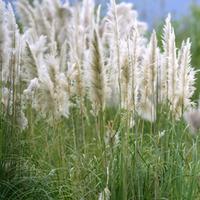 Cortaderia selloana \'Pumila\' (Large Plant) - 1 x 2 litre potted cortaderia plant