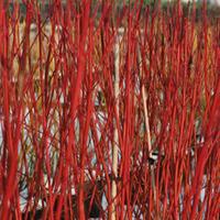 cornus alba sibirica 2 x 10 litre potted cornus plants