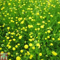 Cotula coronopifolia (Marginal A...