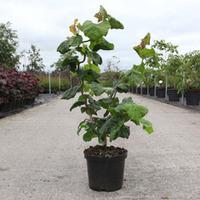 Corylus avellana \'Contorta\' (Large Plant) - 1 x 4 litre potted corylus plant