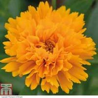 Coreopsis \'Golden Joy\' (Garden Ready) - 15 coreopsis garden ready plants