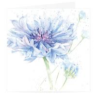 Cornflower