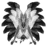 Colibri XL By Dan Hillier