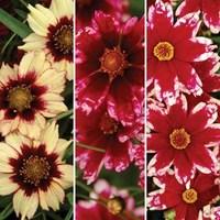 Coreopsis Red Glow Collection 3 Plants 1 Litre