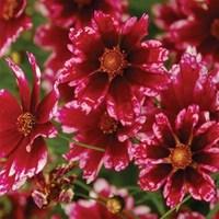 coreopsis cranberry ice 3 plants 1 litre