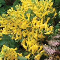 corydalis canary feathers large plant 2 corydalis plants in 2 litre po ...