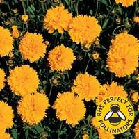 Coreopsis 12 Large Plants
