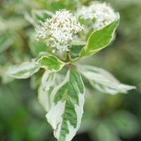 Cornus alba \'Elegantissima\' (Large Plant) - 2 cornus plants in 3.5 litre pots