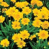 Coreopsis grandiflora \'Early Sunrise\' - 12 coreopsis plug tray plants