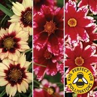Coreopsis Collection 6 Large Plants