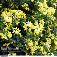 Coronilla glauca \'Citrina\' - 2 coronilla plants in 9cm pots