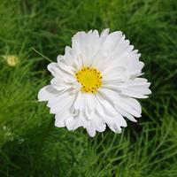 cosmos bipinnatus psyche white seeds 1 packet 65 cosmos seeds