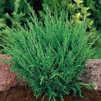 Conifer Juniperus Andorra Compacta 1 Plant 3 Litre