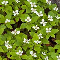 cornus canadensis 1 cornus plant in 105cm pot