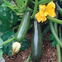 Courgette \'Defender\' F1 Hybrid (Seeds) - 1 packet (12 courgette seeds)