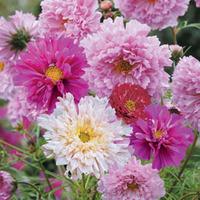 Cosmos bipinnatus \'Double Click\' (Seeds) - 1 packet (65 cosmos seeds)