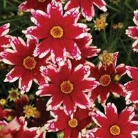 Coreopsis Ruby Frost 3 Plants 1 Litre