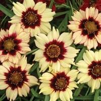 Coreopsis Autumn Blush 6 Plants 1 Litre