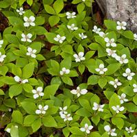 cornus canadensis large plant 2 cornus plants in 15 litre pots