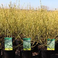 Cornus sericea \'White Gold\' (Large Plant) - 1 cornus plant in 3.5 litre pot