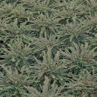 Cotoneaster adpressus \'Little Gem\' (Large Plant) - 1 cotoneaster plant in 3.5 litre pot