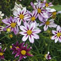 coreopsis cosmic evolution large plant 1 coreopsis plant in 1 litre po ...