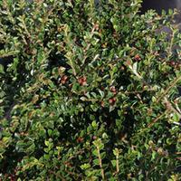 Cotoneaster horizontalis (Large Plant) - 1 cotoneaster plant in 3.5 litre pot