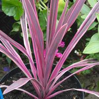 Cordyline \'Pink Passion\' - 3 cordyline plants in 7cm pots