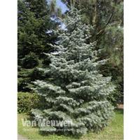 Concolor Fir Tree - 2 bare root fir trees