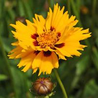 Coreopsis \'Rising Sun\' - 6 coreopsis plug plants