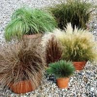 coloured grass collection 3 x 9cm pots