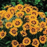 Coreopsis Sunfire 3 Plants 1 Litre