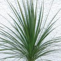 Cordyline australis Atlantic Green 1 Plant 9cm Pot