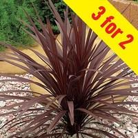 Cordyline australis Red Star 3 Plants 9cm Pot