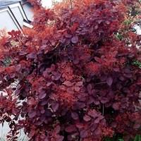 cotinus coggygria royal purple smoke bush 1 plant 3 litre