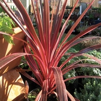 Cordyline Cherry Sensation 1 Pre-Planted Container