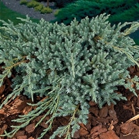 Conifer Juniperus Blue Carpet 1 Plant 3 litre