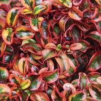 coprosma inferno pvr 3 plants 9cm pot