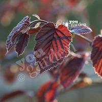 Corylus maxima Purpurea (Purple Hazelnut) bush