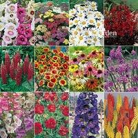 Complete Hardy Garden Perennial Plant collection - 24 plug plants