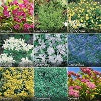 Complete Hardy Shrub bundle - 10 plants